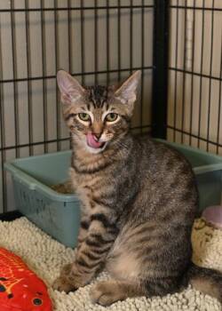 Rescue Domestic Short Hair Cats for Adoption in Baton Rouge, Louisiana - Milton | PetCurious