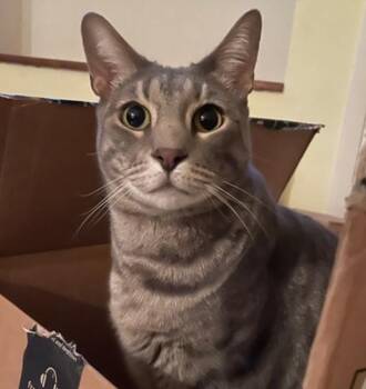 Rescue Domestic Short Hair Cats for Adoption in Gardiner, New York - Moonlight, A Silver Tiger Who Says "I Love You" In Every Way He  | PetCurious