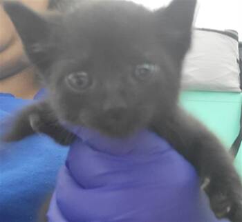 Rescue Domestic Short Hair Cats for Adoption in Dallas, Texas - ATLAS | PetCurious