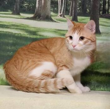 Domestic Short Hair Cats Available for Adoption in West Chester, Pennsylvania - Fika | PetCurious