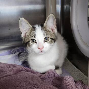 Monkey -  Domestic Short Hair Cat for Adoption in Walker, Michigan - Monkey | PetCurious