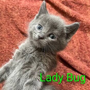 Domestic Medium Hair and Russian Blue Cats Available for Adoption - Lady Bug | PetCurious