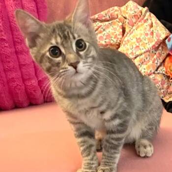 Cosmo -  Domestic Short Hair Cat for Adoption in Lewisville, Texas - Cosmo | PetCurious