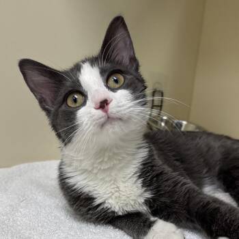 Boop -  Domestic Short Hair Cat for Adoption in Naperville, Illinois - Boop | PetCurious
