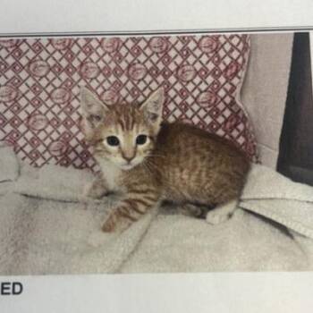 Columbus -  American Shorthair Cat for Adoption in Freeport, Florida - Columbus | PetCurious