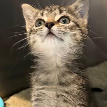 Nick -  Domestic Short Hair Cat for Adoption in Troy, Virginia - Nick | PetCurious