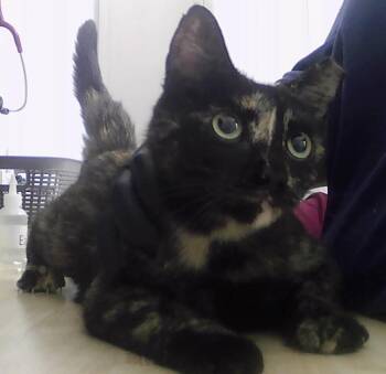 Domestic Short Hair Cats Available for Adoption - Ramona | PetCurious