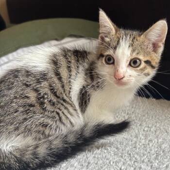 Domestic Short Hair Cats Available for Adoption in Long Beach, California - Jungle Pocket | PetCurious