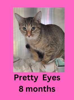Domestic Short Hair Cats Available for Adoption - Pretty Eyes | PetCurious