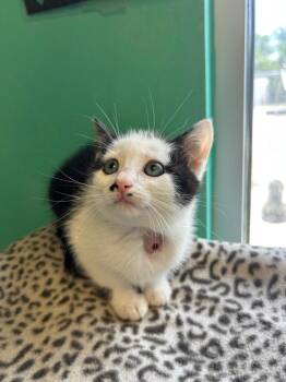 Ghost Pepper -  Domestic Short Hair Cat for Adoption in Morgantown, Kentucky - Ghost Pepper | PetCurious