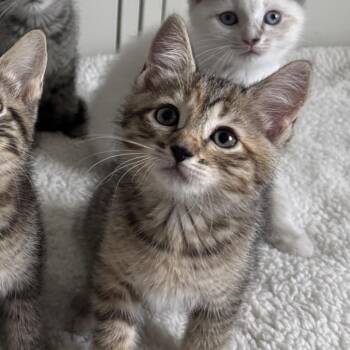 Lato -  Domestic Short Hair Cat for Adoption in Orlando, Florida - Lato | PetCurious