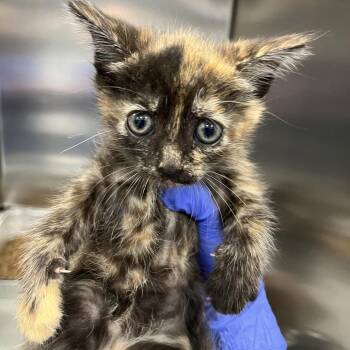 Starburst -  Domestic Short Hair Cat for Adoption in Greensboro, North Carolina - Starburst | PetCurious