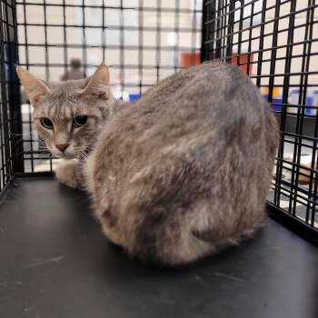 Domestic Short Hair Cats Available for Adoption - Harley | PetCurious