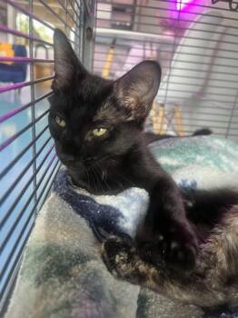 Hector Barbosa -  Domestic Short Hair Cat for Adoption in Liverpool, Texas - Hector Barbosa | PetCurious