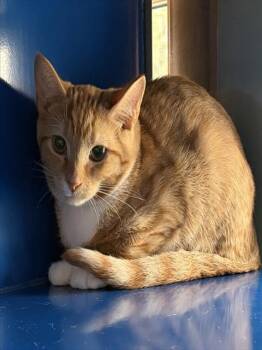 BRIAR -  Domestic Short Hair Cat for Adoption in Westminster, Maryland - BRIAR | PetCurious