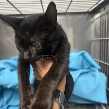 Charlie -  Domestic Short Hair Cat for Adoption in Rochester, Minnesota - Charlie | PetCurious