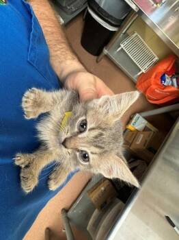 OAK -  Domestic Short Hair and Extra Toes Cat Hemingway Polydactyl Cat for Adoption in Cookeville, Tennessee - OAK | PetCurious