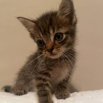 Clove -  Domestic Medium Hair Cat for Adoption in Auburn, Alabama - Clove | PetCurious