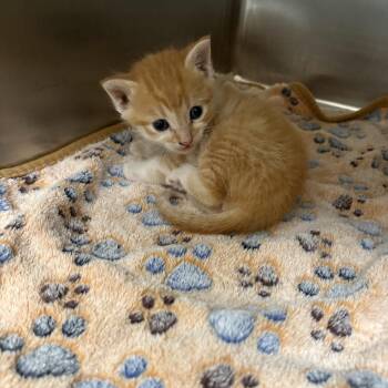 Domestic Short Hair Cats Available for Adoption in Elberon, Virginia - Dobby | PetCurious