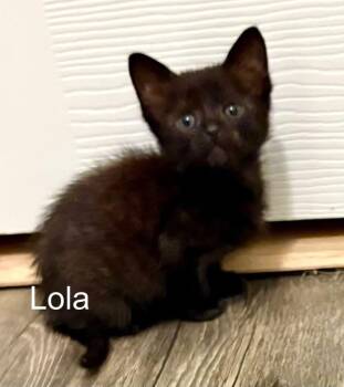 Domestic Medium Hair Cats Available for Adoption in Nacogdoches, Texas - Lola | PetCurious