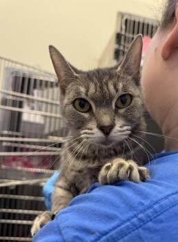 Leanne -  Domestic Short Hair Cat for Adoption in Hilton Head Island, South Carolina - Leanne | PetCurious