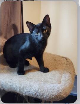 Marty -  Domestic Short Hair and Bombay Cat for Adoption in Howell, Michigan - Marty | PetCurious