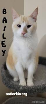 Bailey *Cyd -  Siamese and Domestic Short Hair Cat for Adoption in Pensacola, Florida - Bailey *Cyd | PetCurious
