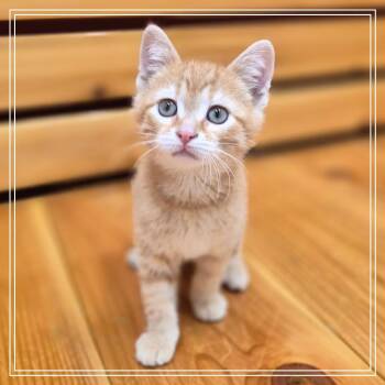 Whiskers -  Domestic Short Hair and Mixed Breed Cat Available for Adoption in Woodstock, Illinois - Whiskers | PetCurious
