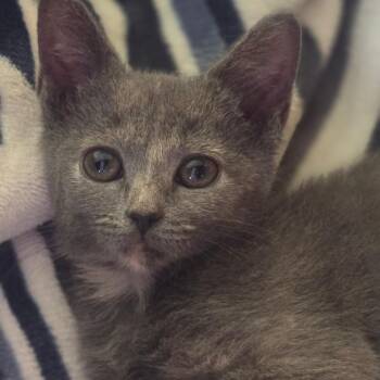 Presley -  Domestic Short Hair Cat for Adoption in Wappingers Falls, New York - Presley | PetCurious