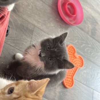 Chiffon -  Domestic Medium Hair Cat for Adoption in Abbotsford, British Columbia - Chiffon | PetCurious