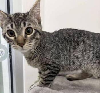 Rescue Domestic Short Hair Cats for Adoption in Annapolis, Maryland - Curly | PetCurious