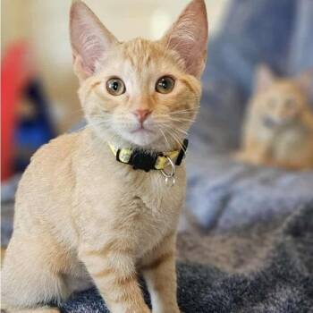 Rescue Domestic Short Hair Cats for Adoption in Warr Acres, Oklahoma - Princess Jasmine | PetCurious