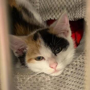 Domestic Medium Hair Cats Available for Adoption in Tipton, Indiana - Katy Purry | PetCurious