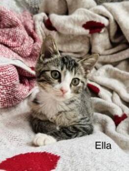 Ella -  Domestic Short Hair Cat for Adoption in Gainesville, Florida - Ella | PetCurious