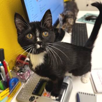Wilma -  Domestic Short Hair Cat for Adoption in Keizer, Oregon - Wilma | PetCurious
