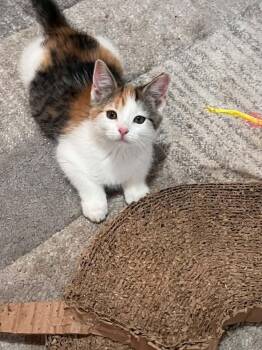 Princess -  Calico Cat for Adoption in Cleveland, Ohio - Princess | PetCurious