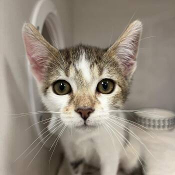 Domestic Short Hair Cats Available for Adoption in Redwood City, California - Mac | PetCurious