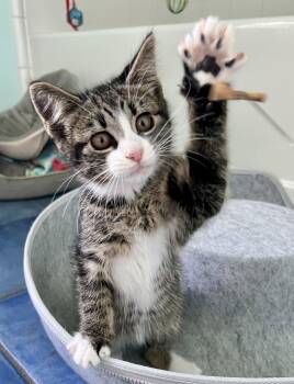 Toasty FCID#05/19/2026-75 -  Domestic Short Hair Cat for Adoption in Greenville, Delaware - Toasty FCID#05/19/2026-75 | PetCurious