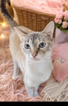 Alysia -  Siamese Cat for Adoption in Gun Barrel City, Texas - Alysia | PetCurious