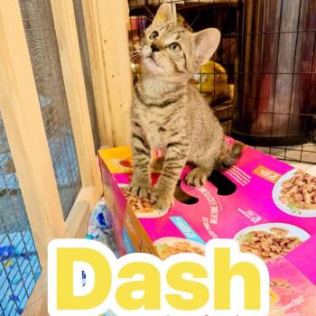 Domestic Short Hair Cats Available for Adoption in Pocono Summit, Pennsylvania - Dash | PetCurious