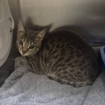 Beth -  Domestic Short Hair Cat for Adoption in Los Angeles, California - Beth | PetCurious