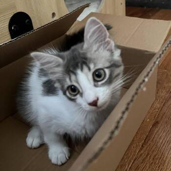 Kyra -  Domestic Short Hair Cat for Adoption in Wilmington, Delaware - Kyra | PetCurious