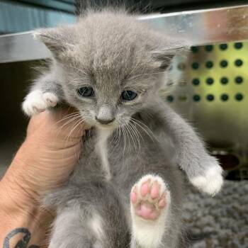 Quasar -  Domestic Short Hair Cat for Adoption in Fredericksburg, Virginia - Quasar | PetCurious