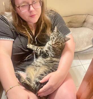 Mah Ma -  Domestic Short Hair Cat for Adoption in North Babylon, New York - Mah Ma | PetCurious