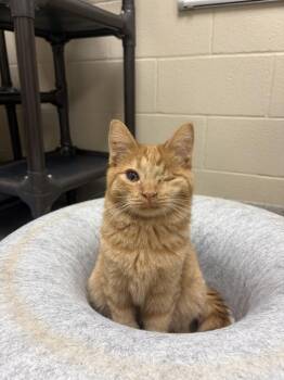 Mercury -  Domestic Short Hair Cat for Adoption in Valparaiso, Indiana - Mercury | PetCurious