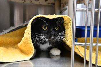 Randy -  Domestic Medium Hair Cat for Adoption in Fairhope, Alabama - Randy | PetCurious