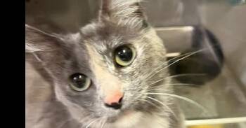 Momma Flora -  Domestic Short Hair Cat Available for Adoption in Dayton, Minnesota - Momma Flora | PetCurious