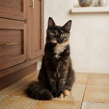 Spectra -  Tortoiseshell Cat for Adoption in East Orange, New Jersey - Spectra | PetCurious