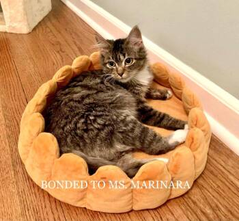Domestic Medium Hair Cats Available for Adoption in Ferndale, Michigan - Luna (was Ms. Noodles) | PetCurious