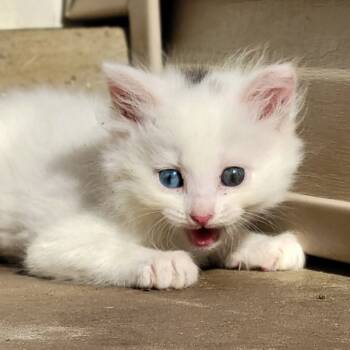 Rescue Domestic Short Hair Cats for Adoption in Pinson, Tennessee - Tipsy | PetCurious